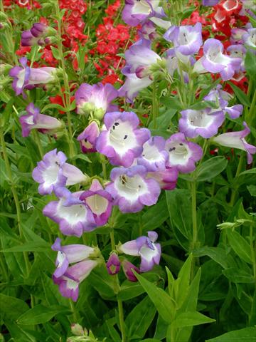 Foto de variedad de flores para ser usadas como: Maceta y planta de temporada Penstemon Ice Cream™ Blueberry Fudge