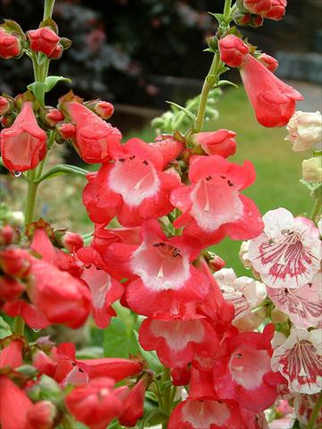 Foto de variedad de flores para ser usadas como: Maceta y planta de temporada Penstemon Ice Cream™ Bubble Gum