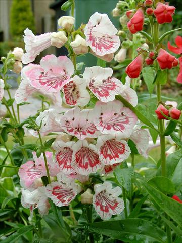Foto de variedad de flores para ser usadas como: Maceta y planta de temporada Penstemon Ice Cream™ Strawberry & Cream