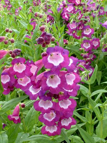 Foto de variedad de flores para ser usadas como: Maceta y planta de temporada Penstemon Ice Cream™ Vanilla Plum