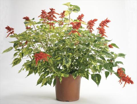 Foto de variedad de flores para ser usadas como: Maceta y planta de temporada Salvia splendens Dancing Flame