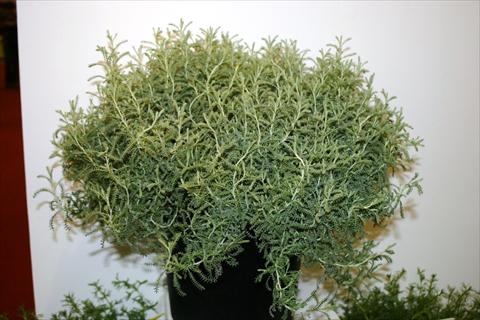 Foto de variedad de flores para ser usadas como: Maceta y planta de temporada Santolina chamaecyparissus Santolina chamaecyparissus