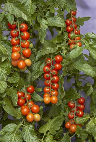Foto de variedad de flores para ser usadas como: Maceta y planta de temporada Solanum lycopersicum (pomodoro) Tomaccio™