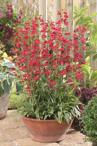 Foto de variedad de flores para ser usadas como: Maceta y planta de temporada Penstemon Red Riding Hood