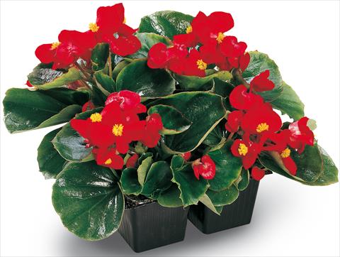 Foto de variedad de flores para ser usadas como: Maceta y planta de temporada Begonia semperflorens Ambassador Scarlet