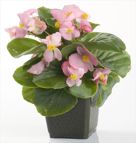 Foto de variedad de flores para ser usadas como: Maceta y planta de temporada Begonia semperflorens Emperor Pink