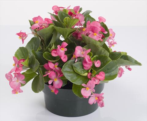 Foto de variedad de flores para ser usadas como: Maceta y planta de temporada Begonia semperflorens Emperor Rose