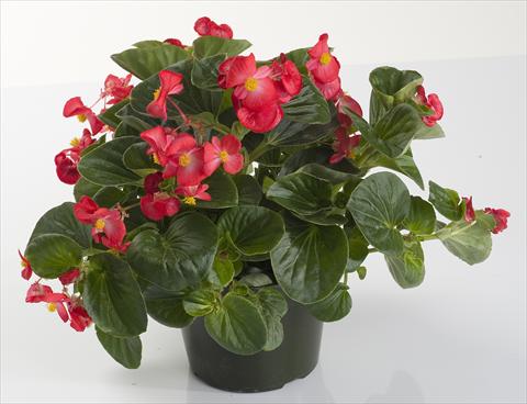 Foto de variedad de flores para ser usadas como: Maceta y planta de temporada Begonia semperflorens Inferno Red
