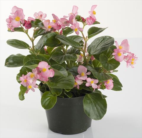 Foto de variedad de flores para ser usadas como: Maceta y planta de temporada Begonia semperflorens Inferno Rose