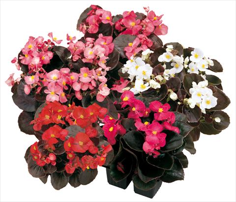 Foto de variedad de flores para ser usadas como: Maceta y planta de temporada Begonia semperflorens Senator Mix