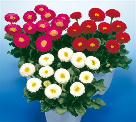 Foto de variedad de flores para ser usadas como: Maceta y planta de temporada Bellis perennis Galaxy Mix