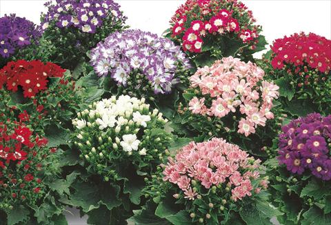 Foto de variedad de flores para ser usadas como: Maceta y planta de temporada Senecium cineraria Star Wars Mix
