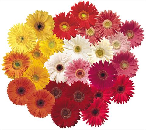 Foto de variedad de flores para ser usadas como: Maceta y planta de temporada Gerbera jamesonii Festival Mix