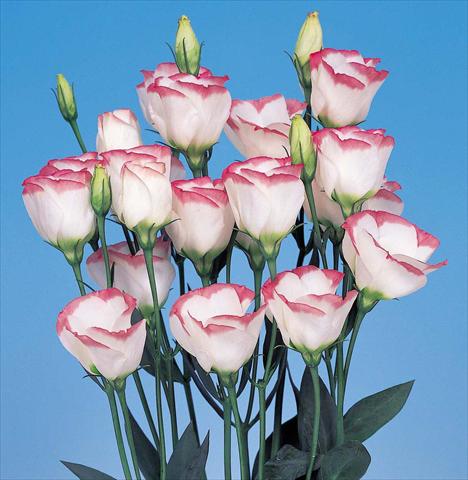 Foto de variedad de flores para ser usadas como: Flor cortada Lisianthus F.1 Piccolo 1 Pink Rim