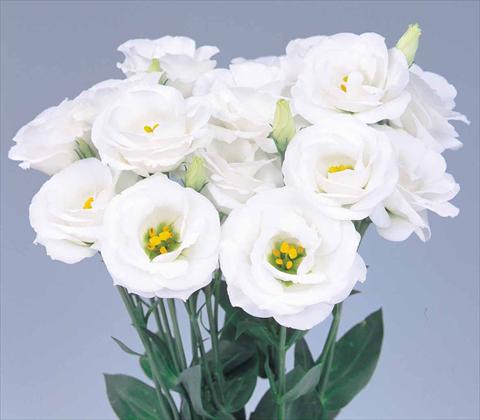 Foto de variedad de flores para ser usadas como: Flor cortada Lisianthus F.1 Lisianthus Rosita 2 White