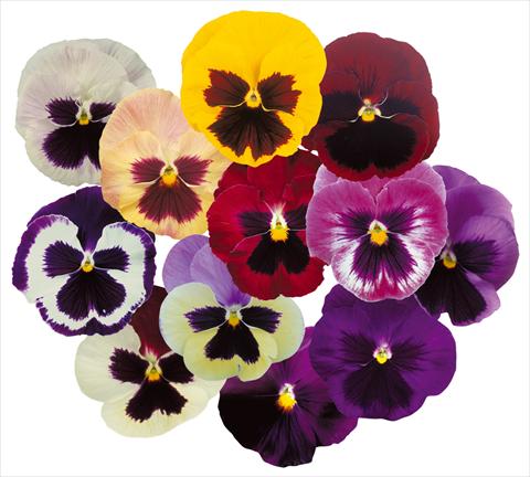 Foto de variedad de flores para ser usadas como: Maceta y planta de temporada Viola wittrockiana Power Mix