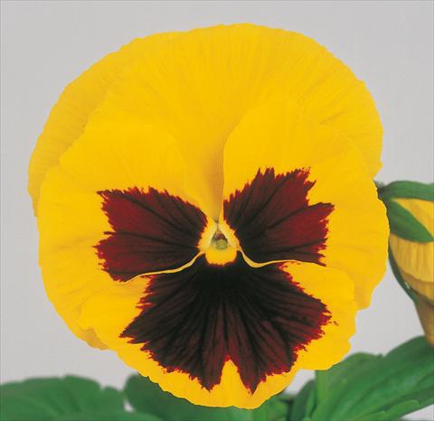Foto de variedad de flores para ser usadas como: Maceta y planta de temporada Viola wittrockiana Power Yellow Blotch Imp