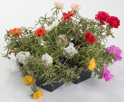 Foto de variedad de flores para ser usadas como: Maceta y planta de temporada Portulaca Sunseeker Mix