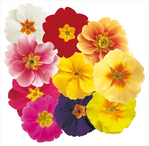 Foto de variedad de flores para ser usadas como: Maceta y planta de temporada Primula acaulis Daniella Mix