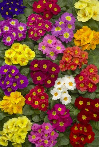 Foto de variedad de flores para ser usadas como: Maceta y planta de temporada Primula acaulis Danova Mix