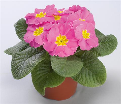 Foto de variedad de flores para ser usadas como: Maceta y planta de temporada Primula acaulis Danova Pink Improved