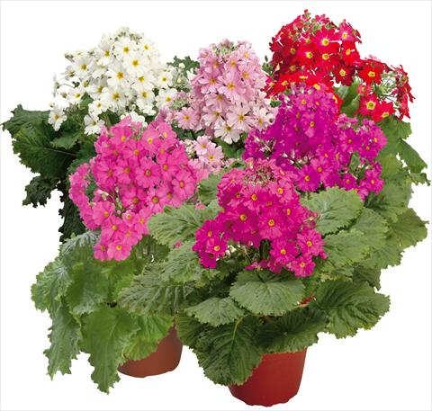 Foto de variedad de flores para ser usadas como: Maceta y planta de temporada Primula malacoides Prima Mix