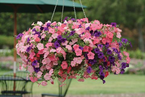 Foto de variedad de flores para ser usadas como: Maceta o cesta de trasplante Petunia x hybrida Easy Wave Beachcomber Mix