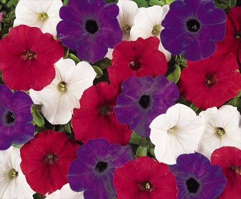 Foto de variedad de flores para ser usadas como: Maceta, patio, Tarrina de colgar Petunia x hybrida Easy Wave Flag Mix Improved