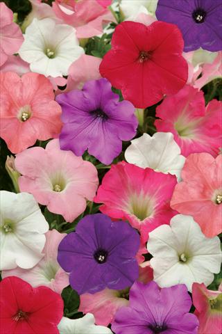 Foto de variedad de flores para ser usadas como: Maceta o cesta de trasplante Petunia x hybrida Easy Wave Formula Mix Improved