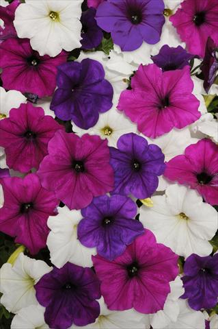 Foto de variedad de flores para ser usadas como: Maceta o cesta de trasplante Petunia x hybrida Easy Wave Great Lake Mix