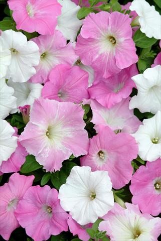 Foto de variedad de flores para ser usadas como: Maceta o cesta de trasplante Petunia x hybrida Easy Wave Pink Marble Mix