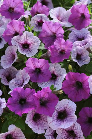 Foto de variedad de flores para ser usadas como: Maceta o cesta de trasplante Petunia x hybrida Easy Wave Plum Pudding Mix