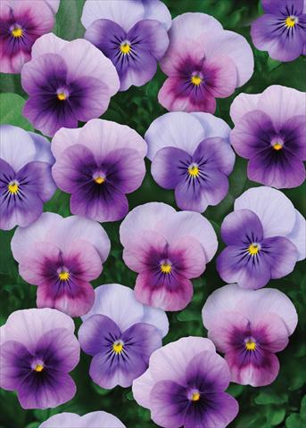 Foto de variedad de flores para ser usadas como: Maceta y planta de temporada Viola cornuta Sorbet™ Beaconberry Mix XP