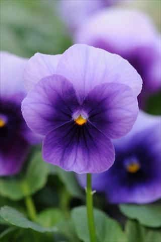 Foto de variedad de flores para ser usadas como: Maceta y planta de temporada Viola cornuta Sorbet™ Beaconsfield XP