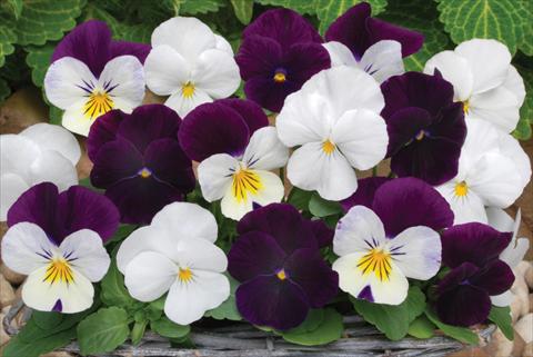 Foto de variedad de flores para ser usadas como: Maceta y planta de temporada Viola cornuta Sorbet™ Blackberry Sundae Mix XP