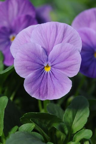 Foto de variedad de flores para ser usadas como: Maceta y planta de temporada Viola cornuta Sorbet™ Lavender Vein XP
