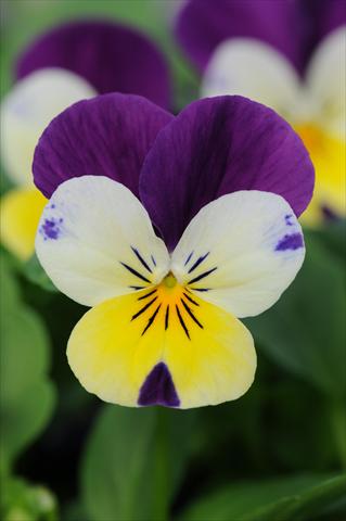 Foto de variedad de flores para ser usadas como: Maceta y planta de temporada Viola cornuta Sorbet™ Lemon Royal XP
