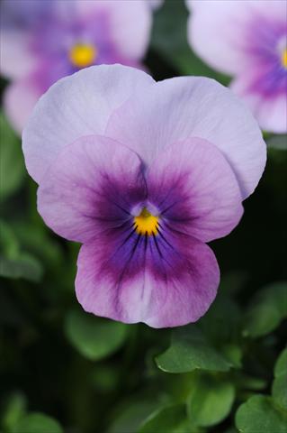 Foto de variedad de flores para ser usadas como: Maceta y planta de temporada Viola cornuta Sorbet™ Orchid Rose Beacon XP