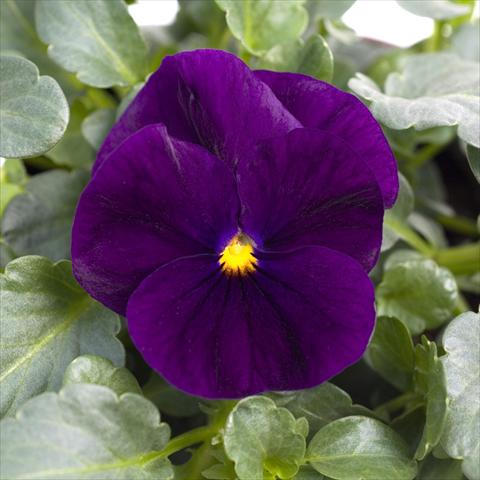 Foto de variedad de flores para ser usadas como: Maceta y planta de temporada Viola cornuta Sorbet™ Purple XP