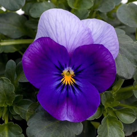 Foto de variedad de flores para ser usadas como: Maceta y planta de temporada Viola cornuta Sorbet™ Violet Beacon XP