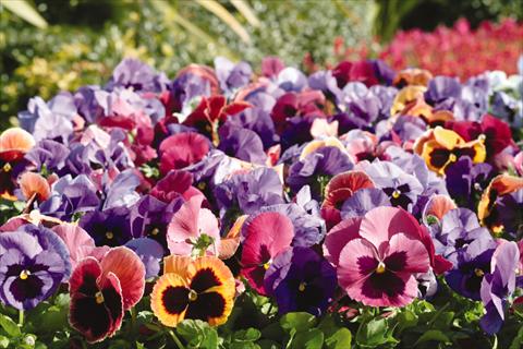 Foto de variedad de flores para ser usadas como: Maceta y planta de temporada Viola wittrockiana Matrix Coastal Sunrise Mix
