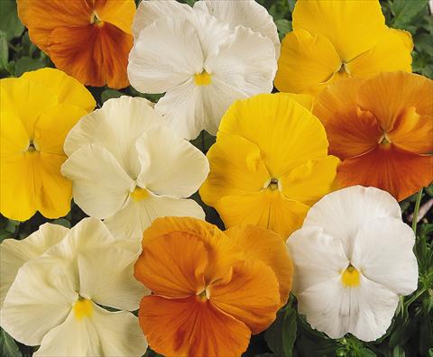 Foto de variedad de flores para ser usadas como: Maceta y planta de temporada Viola wittrockiana Matrix Daffodil Mix