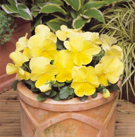 Foto de variedad de flores para ser usadas como: Maceta y planta de temporada Viola wittrockiana Matrix Lemon