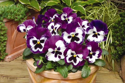Foto de variedad de flores para ser usadas como: Maceta y planta de temporada Viola wittrockiana Matrix Purple & White