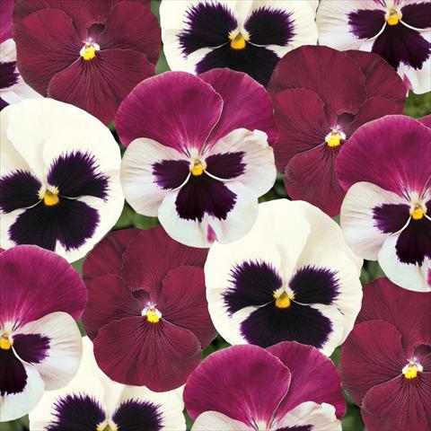 Foto de variedad de flores para ser usadas como: Maceta y planta de temporada Viola wittrockiana Matrix Raspberry Sundae Mix