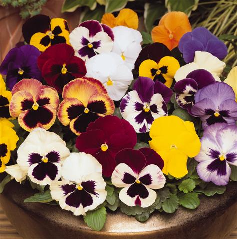 Foto de variedad de flores para ser usadas como: Maceta y planta de temporada Viola wittrockiana Matrix Select Mix