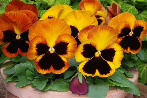 Foto de variedad de flores para ser usadas como: Maceta y planta de temporada Viola wittrockiana Matrix Sunset