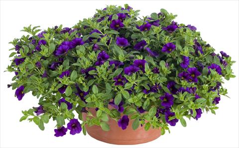 Foto de variedad de flores para ser usadas como: Maceta y planta de temporada Calibrachoa Lindura® Indigo