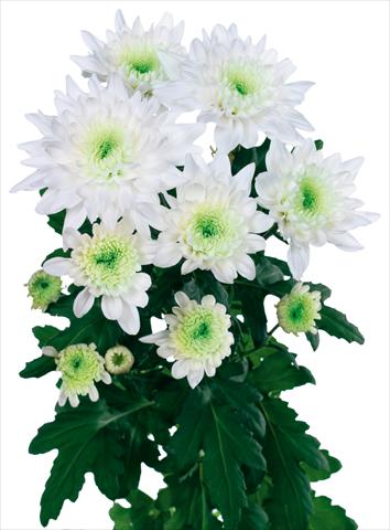 Foto de variedad de flores para ser usadas como: Flor cortada Chrysanthemum Arctic Queen
