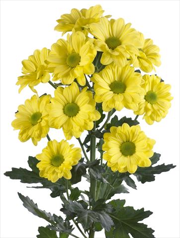 Foto de variedad de flores para ser usadas como: Flor cortada Chrysanthemum Bacardi Yellow